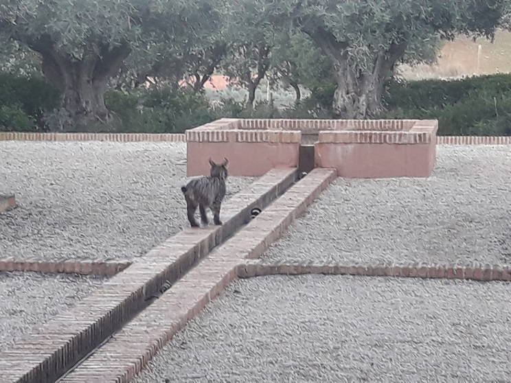 lince