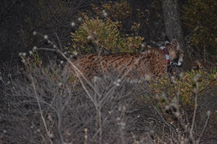 lince
