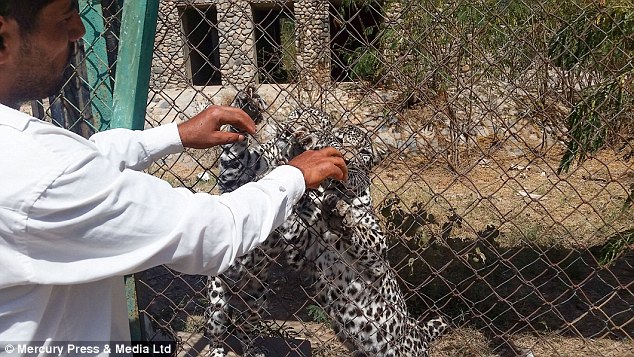 Una campaña creada en redes sociales trata de salvar a los animales. 
