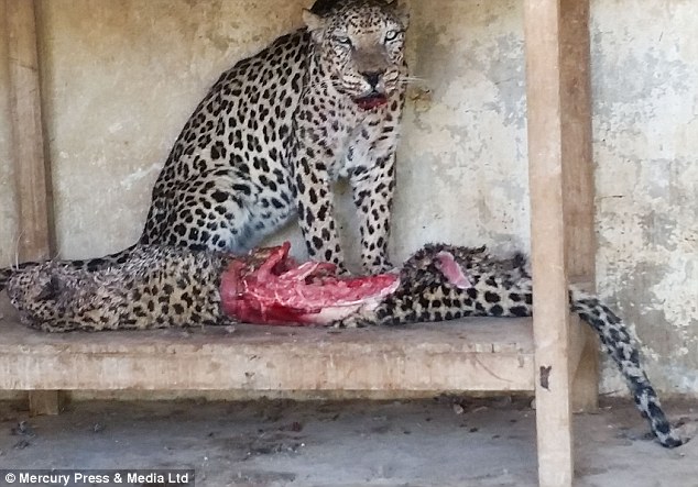 Este macho de leopardo se alimenta de la hembra que le acompañaba. 
