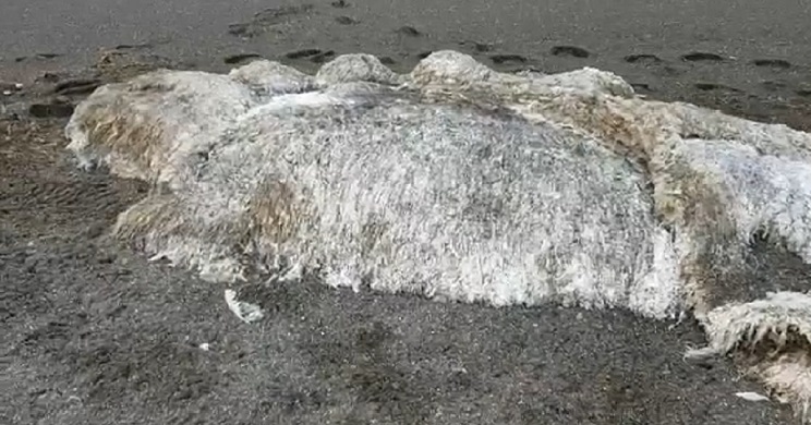 monstruo marino playa