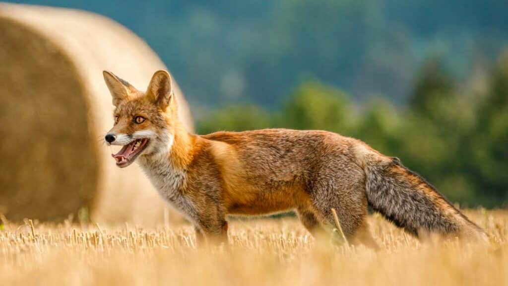 Zorro en un campo recién cosechado.