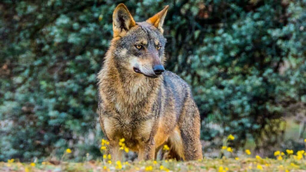 Lobo.