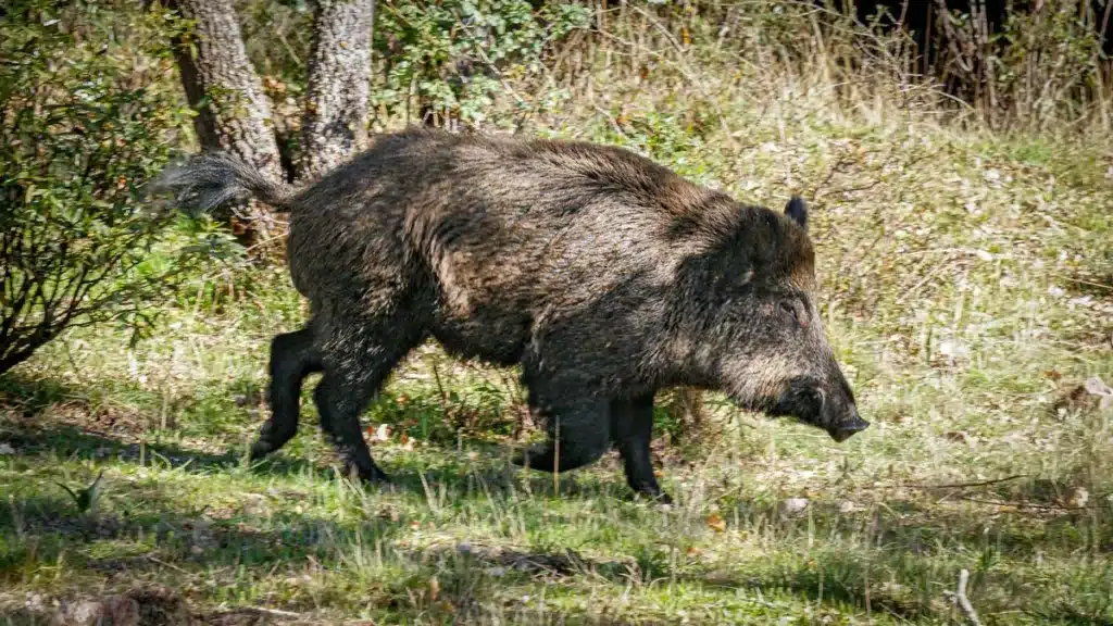 Un jabalí corriendo.