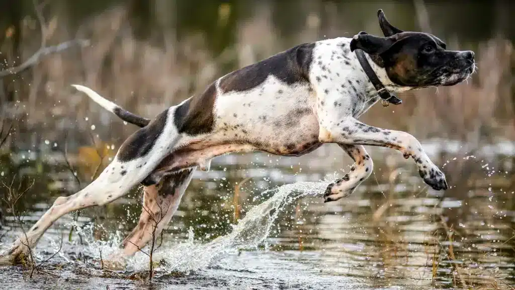 perro-de-caza