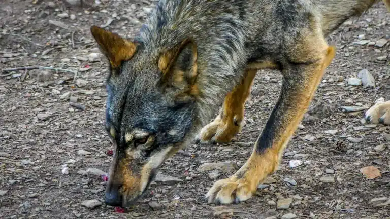 mejor-atrayente-para-lobo-ibérico