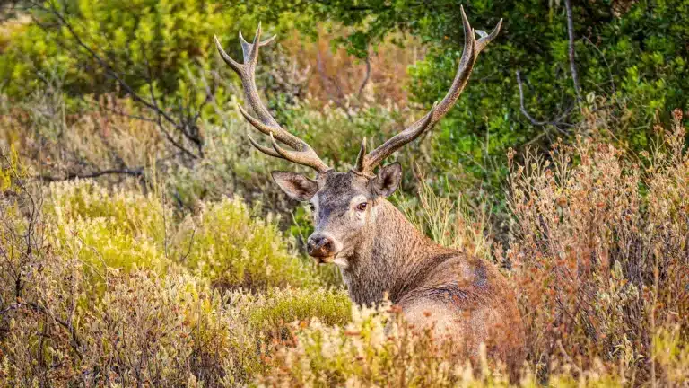 Ciervo ibérico en una finca de España