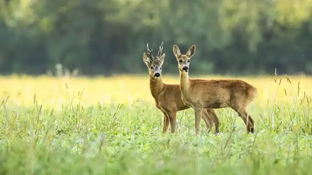 Pareja de corzos en celo.