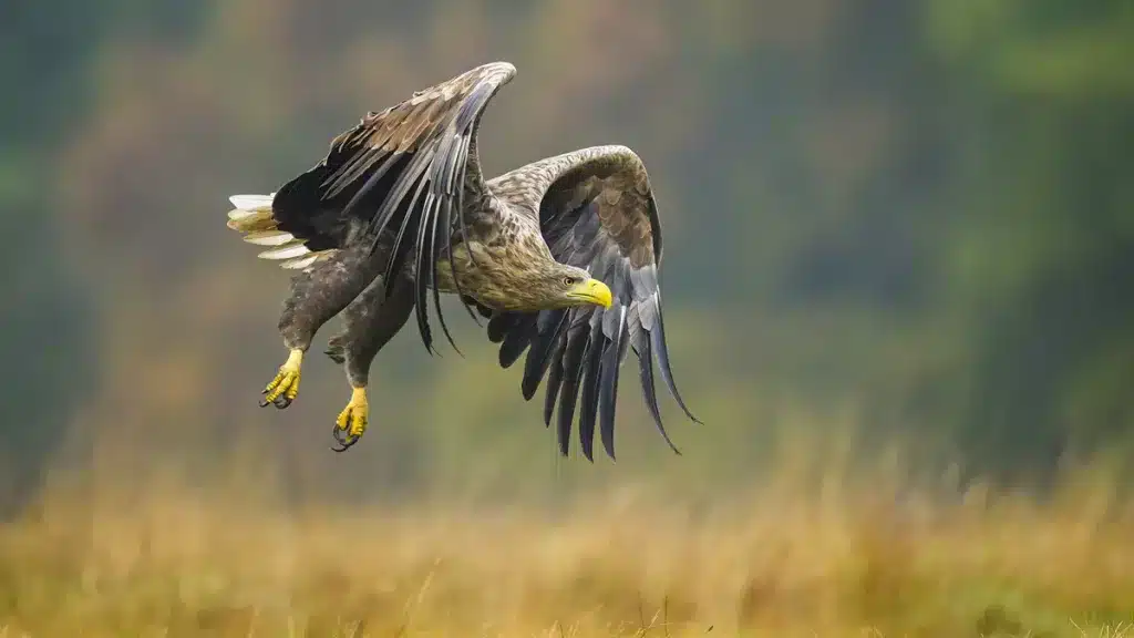 Ejemplar de pigargo europeo, una especie que se encuentra en fase de reintroducción