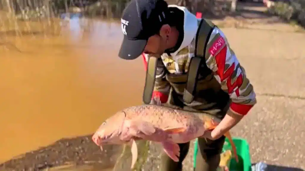 El aplaudido gesto de un pescador que encuentra varias carpas en mitad de un sembrado tras la subida del río Guadámez.