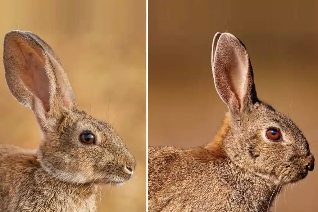 Las dos especies de conejo presentes en España.