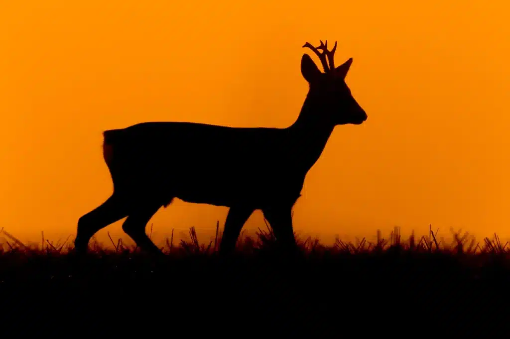 Un corzo al atardecer.