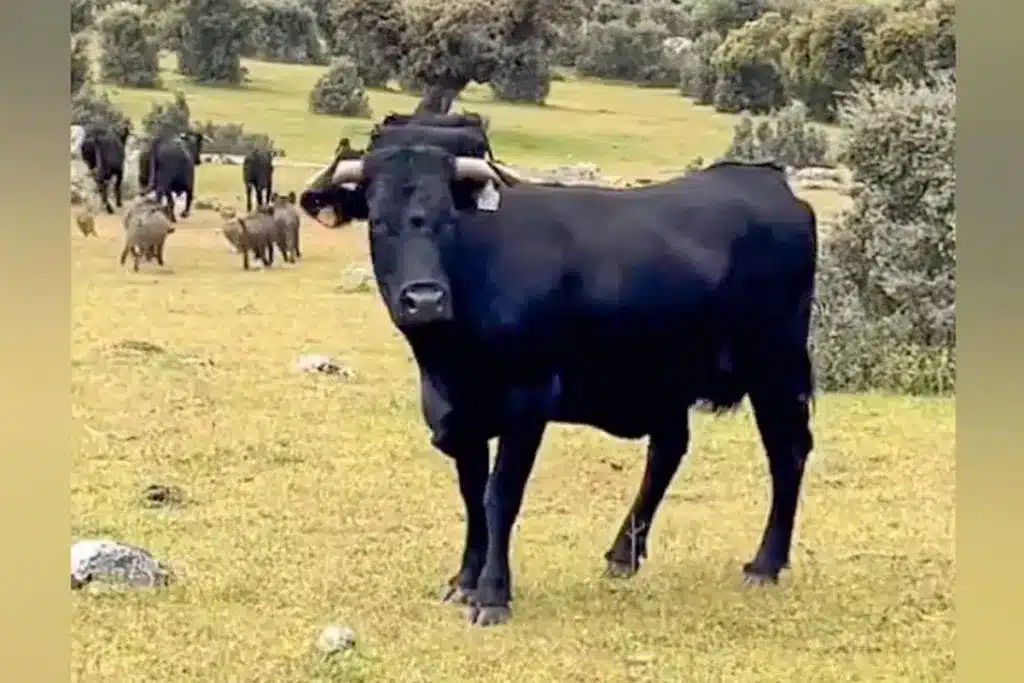 Una ganadera llega a su finca y se encuentra una sorpresa: 20 intrusos entre sus vacas