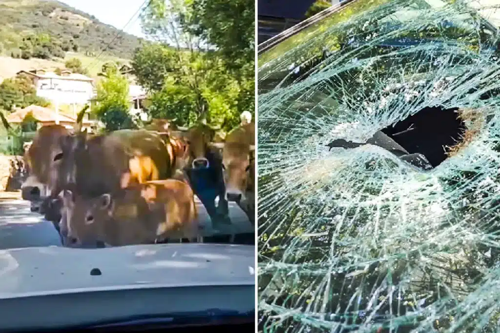 vacas saltan coche