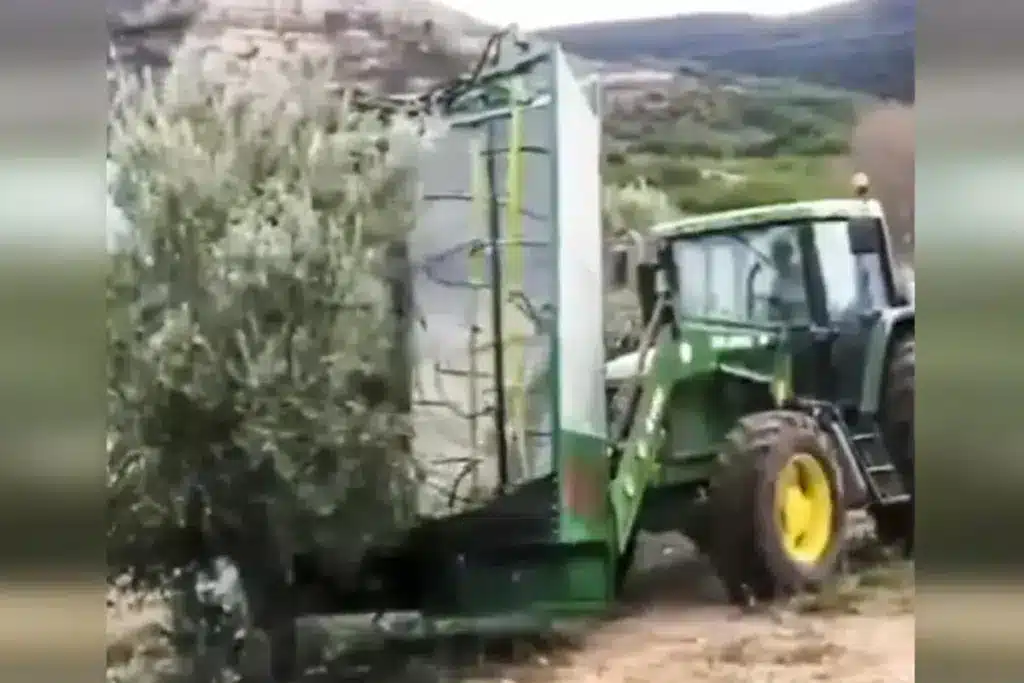 Un agricultor de Guadalajara inventa ‘La Tomasenka’: un ingenioso apero para varear olivos